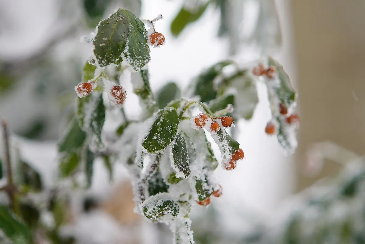 Winter Wetland Walks: Staying Warm and Finding Overwintering Birds